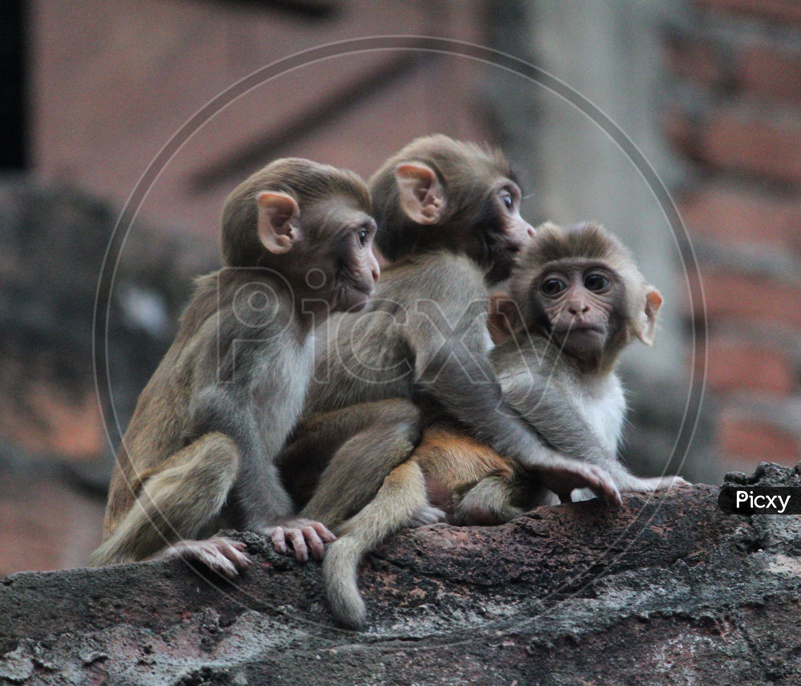 Three monkey babies playing near Basistha ashram, Guwahati