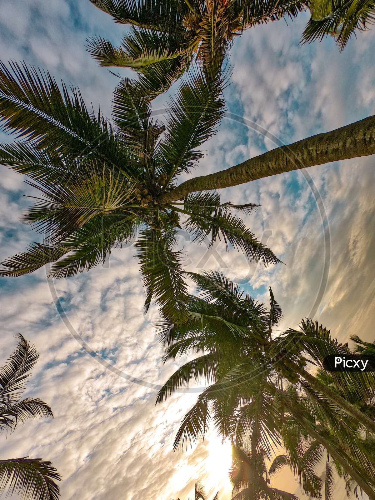 Coconut trees in the beach