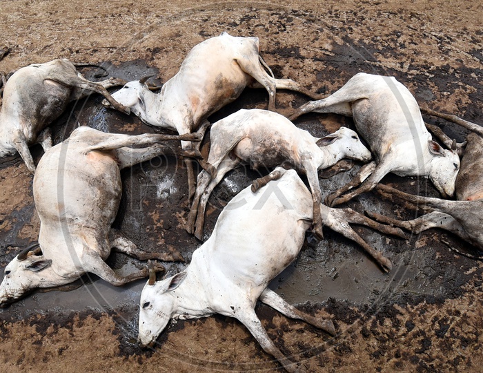 they fell one after another. At least 100 cows died at a “Gaushala”