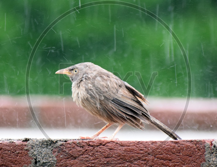 Angry bird getting wet in rain