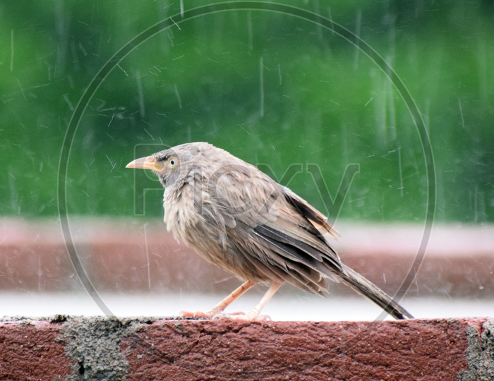 image-of-angry-bird-getting-wet-in-rain-yh900677-picxy