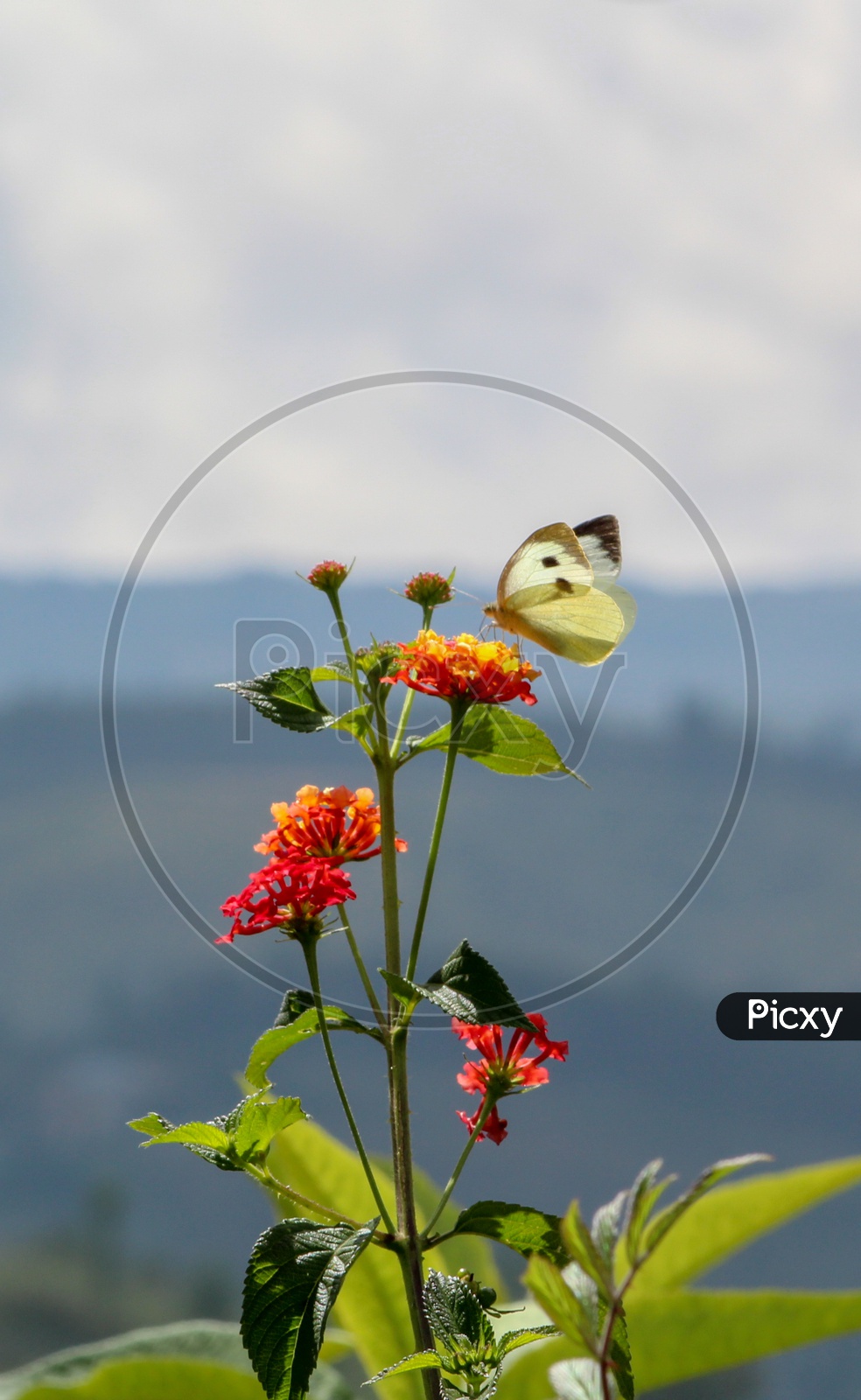 A butterfly landing on a flower in a forest near shillong