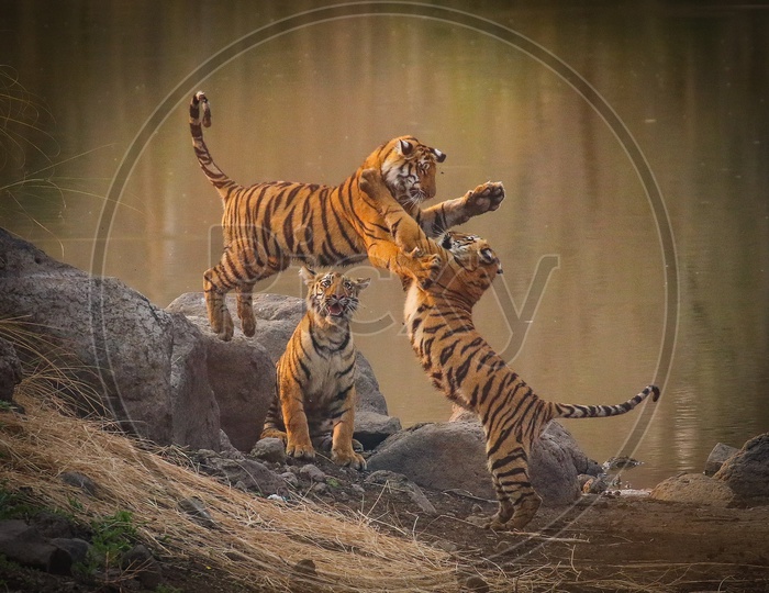 Tiger Cubs in playful mood