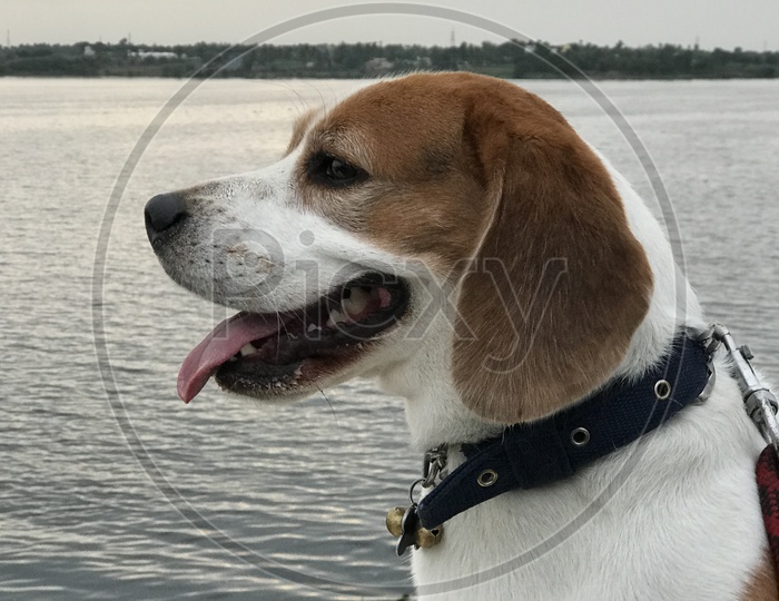 Beagle Dog near the river