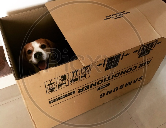 puppy dog beagle dog playing peekaboo