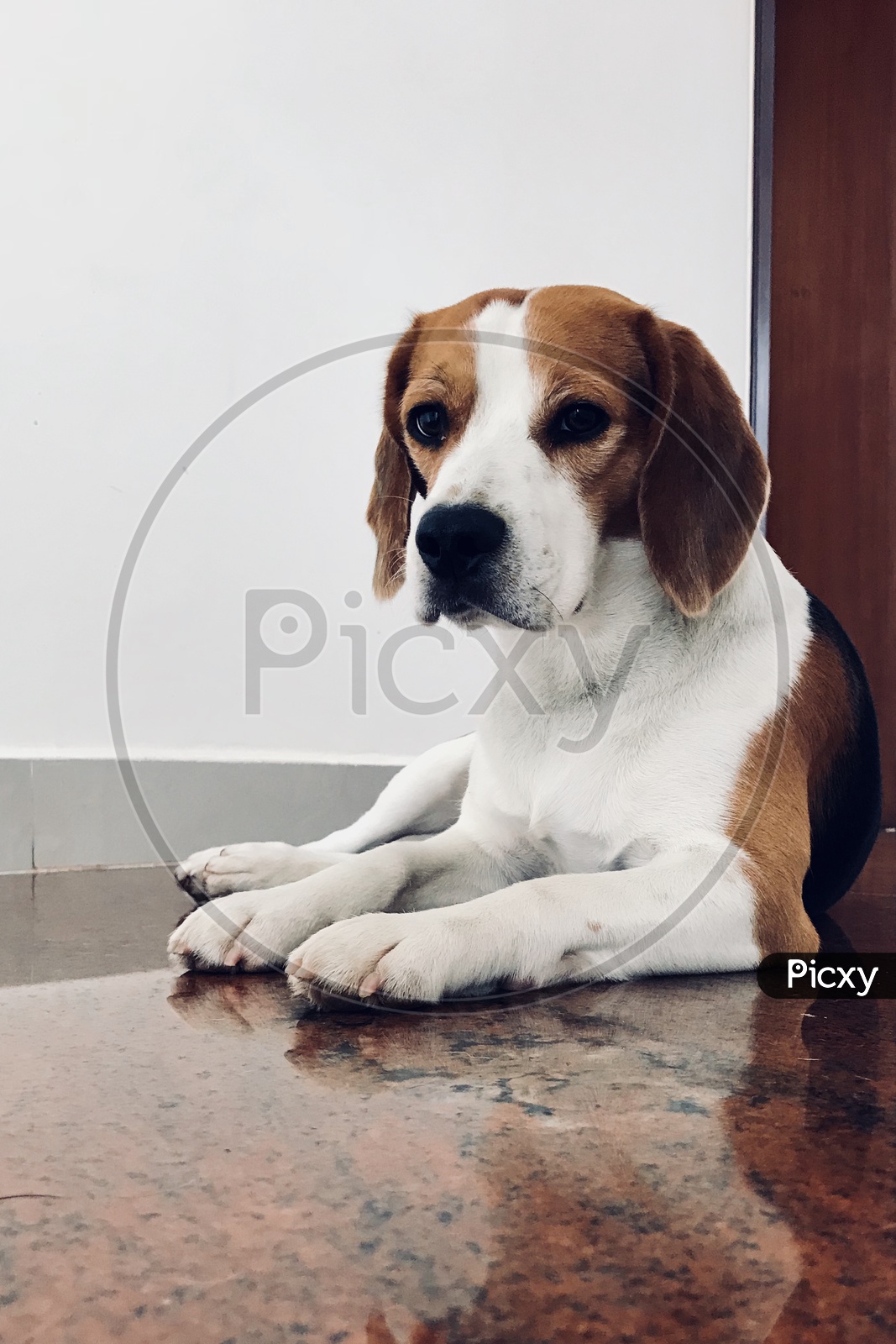 Cute beagle, pet, dog in the house