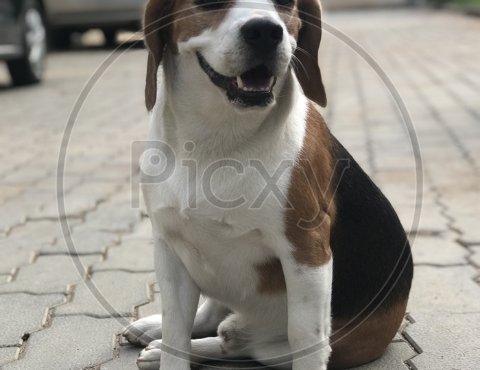 Cute beagle posing for a picture