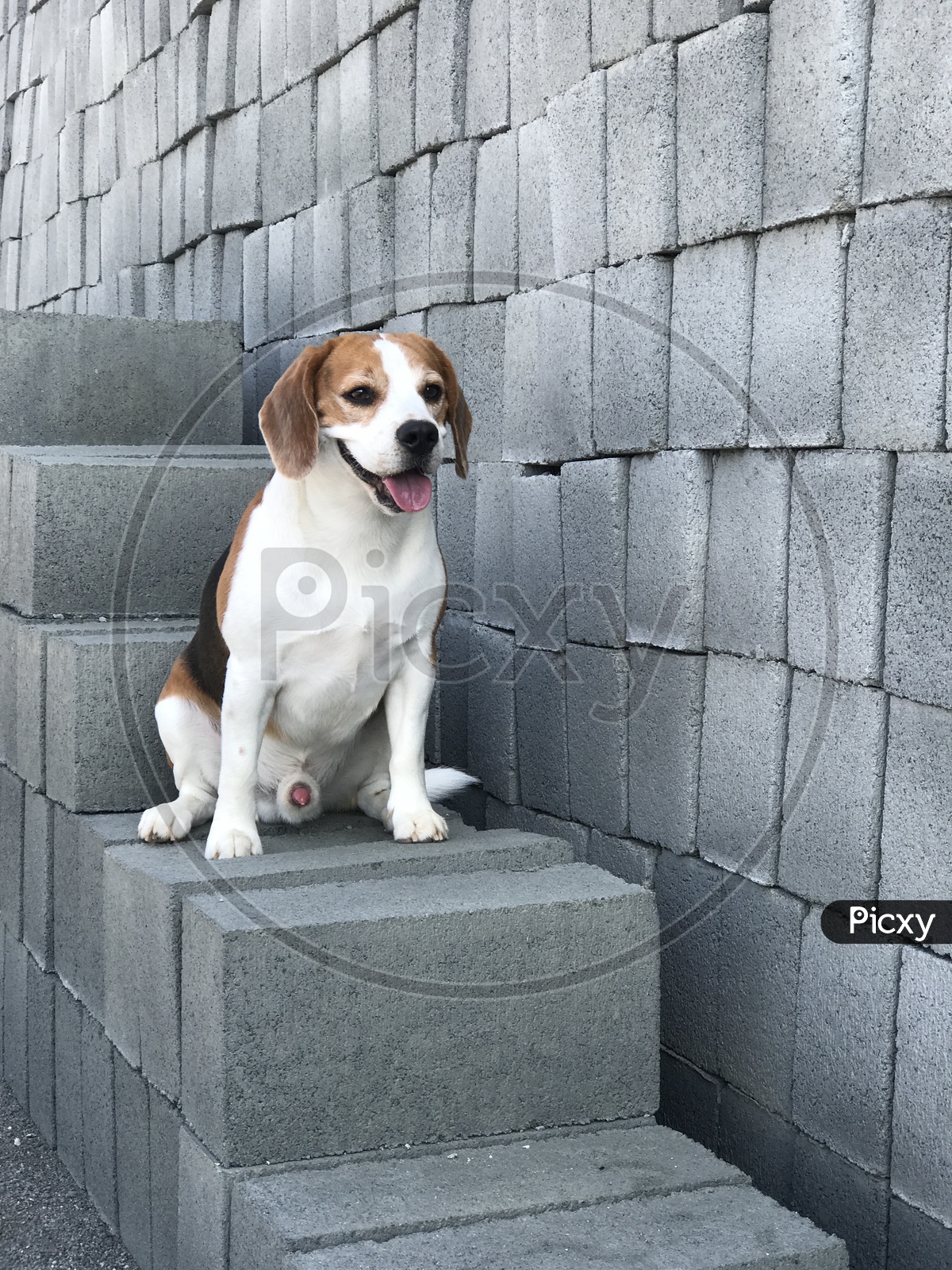 Cute pet, beagle dog playing
