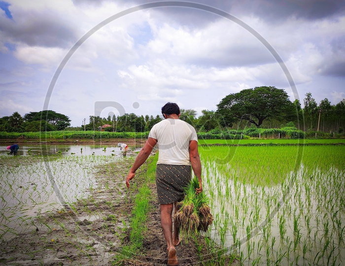 Farmer in paddy fields