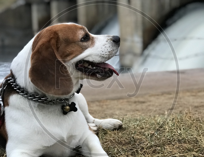 Beagle dog near the dam