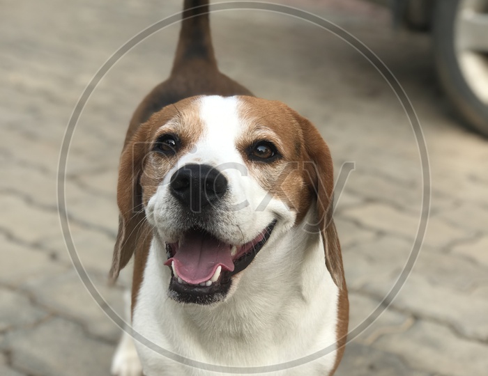 puppy dog beagle dog happy smiling face