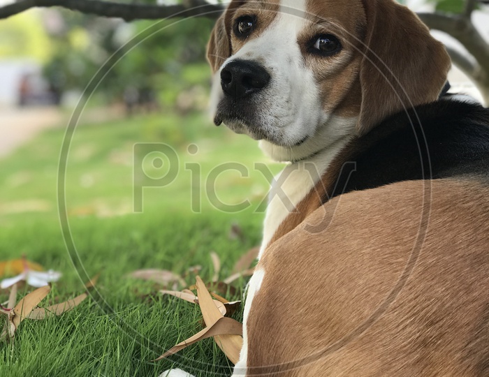 Cute beagle dog in the garden