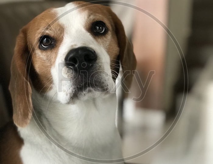 puppy dog beagle dog close up
