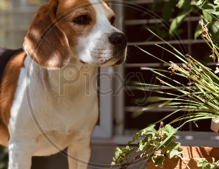 Cute beagle on the wall