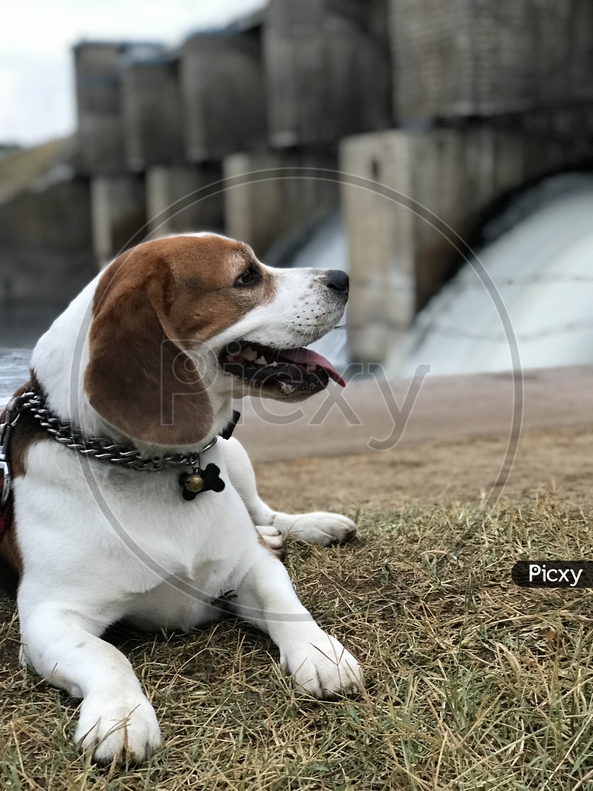 Beagle dog near the dam