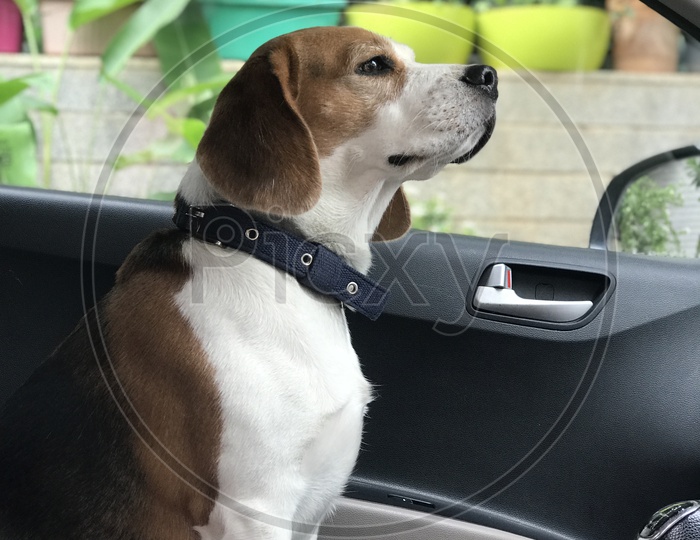 Dog puppy pet beagle  is all set for weekend drive