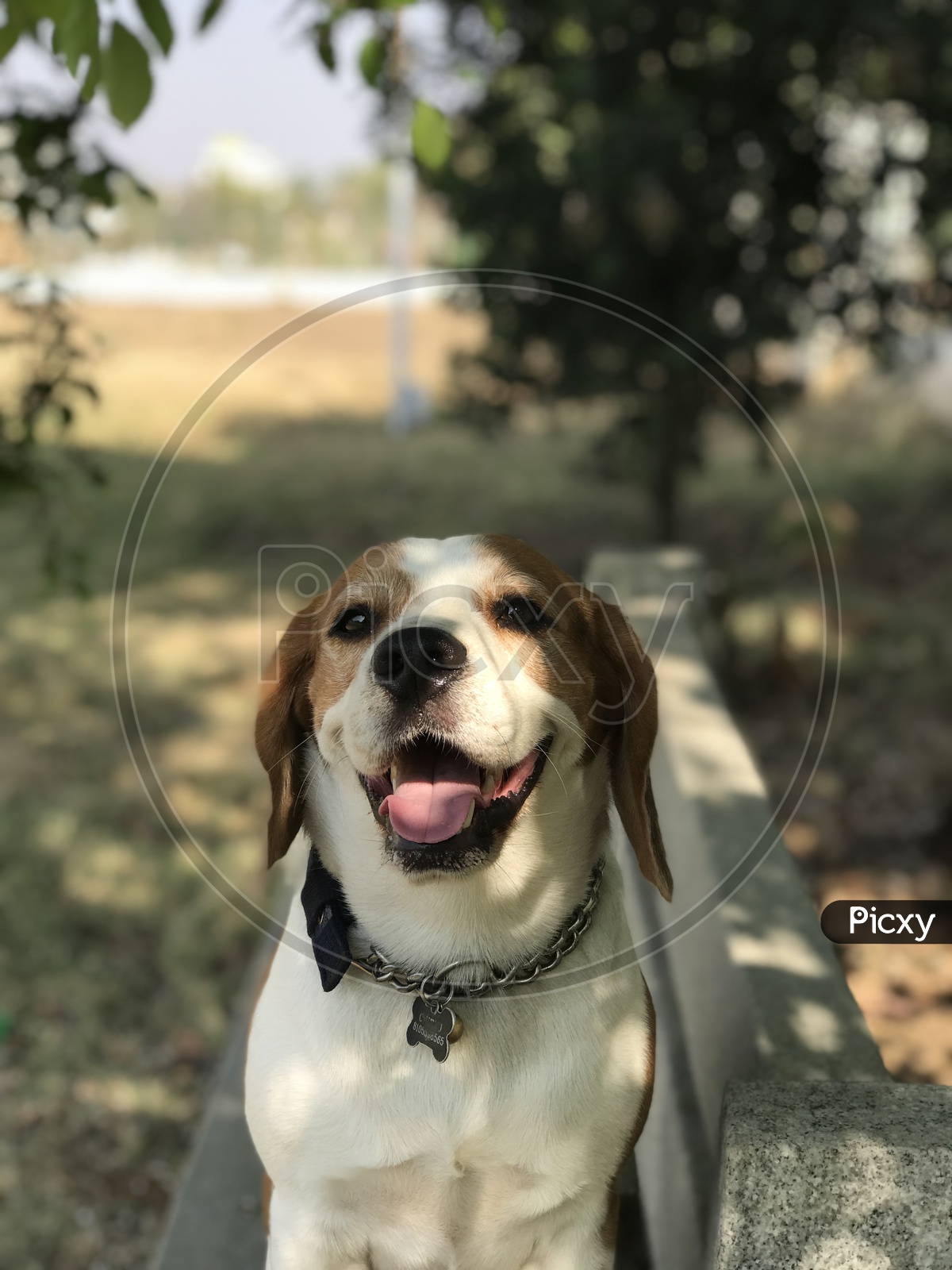 Cute beagle dog in the garden smiling