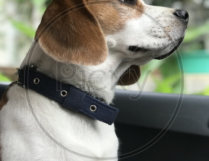 Dog puppy pet beagle  close up