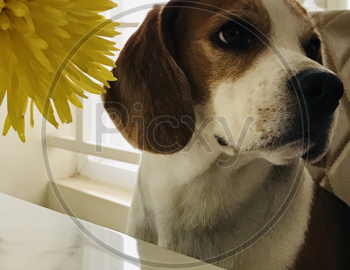 puppy dog beagle dog on dining table