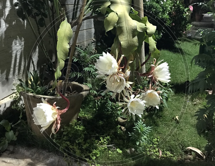 Brahma Kamal ( Saussurea obvallata )  blooms only for one night in the entire year