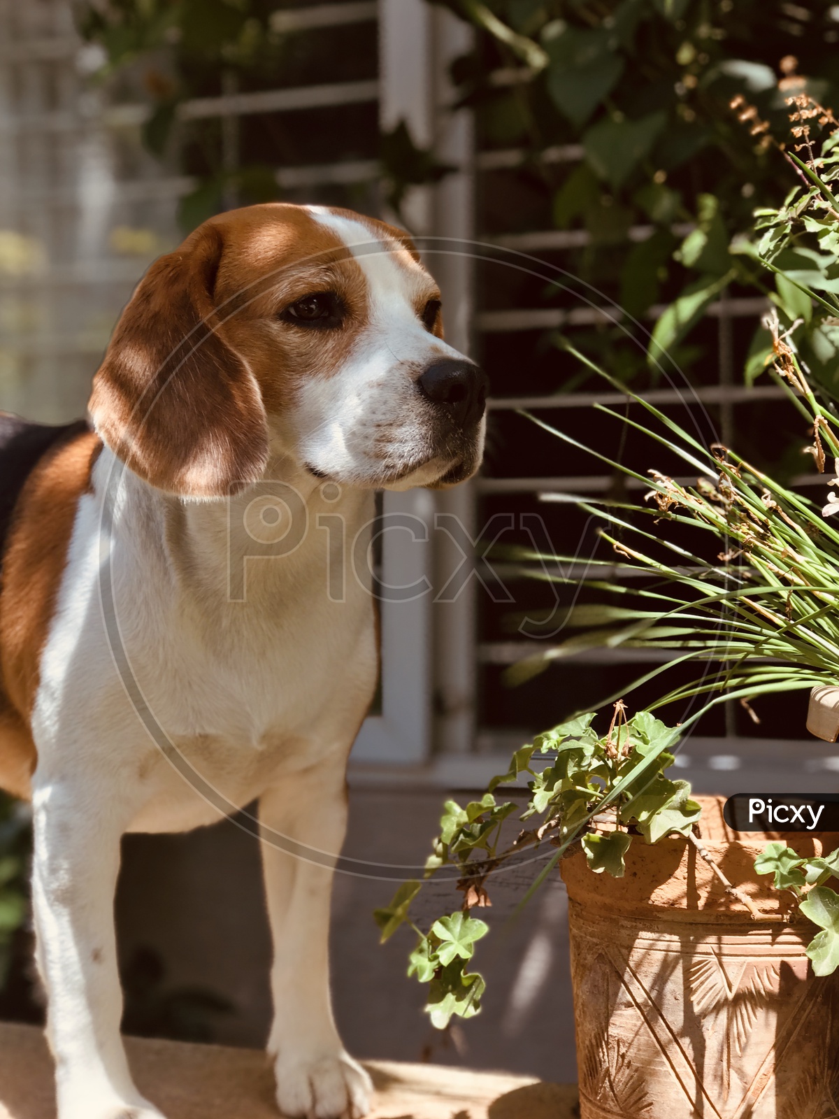 Cute beagle starring