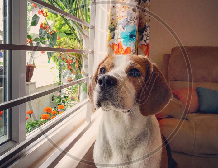 Cute beagle dog, pet at home
