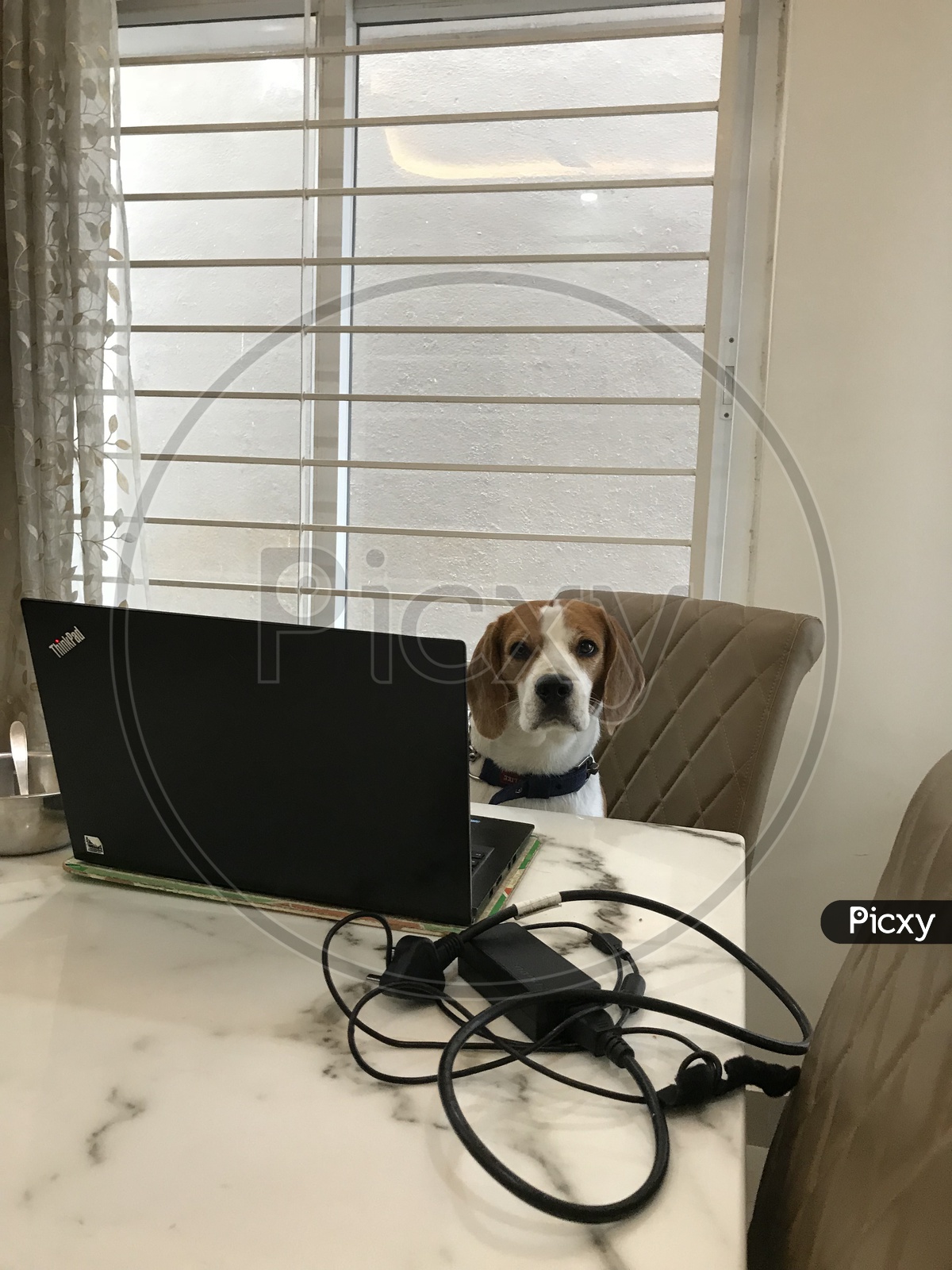Puppy Dog Pet Beagle working from home
