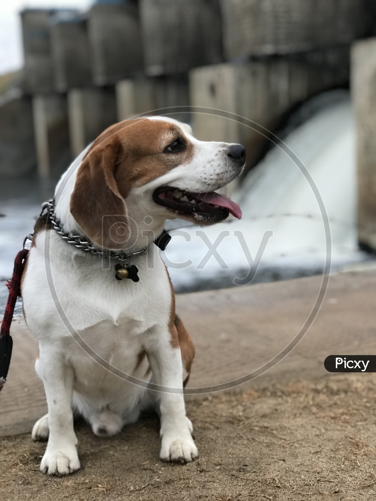 Beagle Dog near the dam