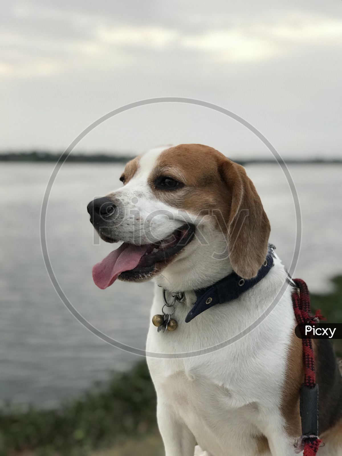 Cute beagle dog smiling