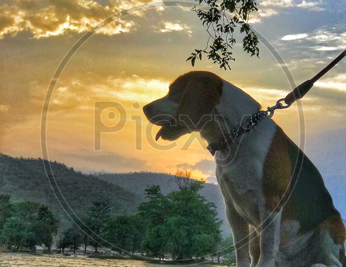 Cute dog, beagle near hogenekkal falls