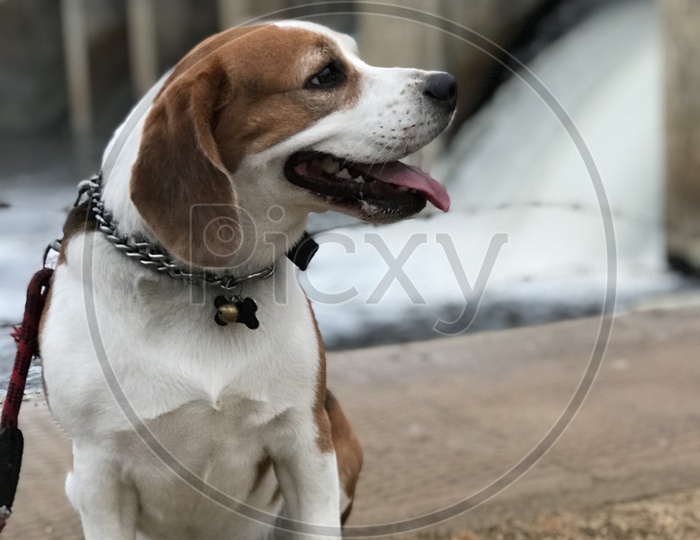 Beagle Dog near the dam