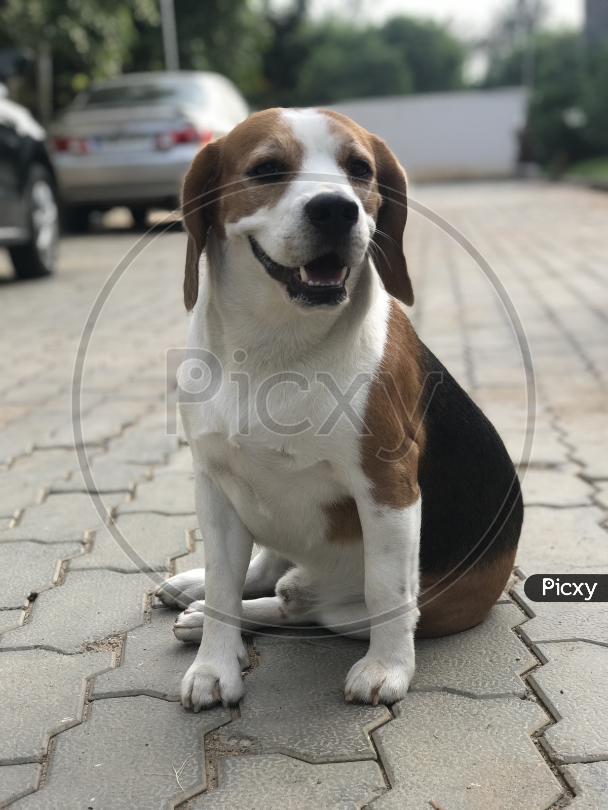 Cute beagle posing for a picture