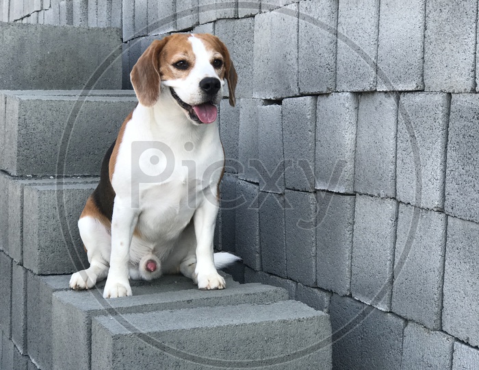 Cute pet, beagle dog playing