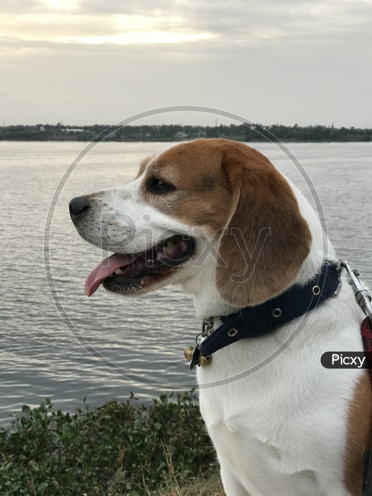 Beagle Dog near the river