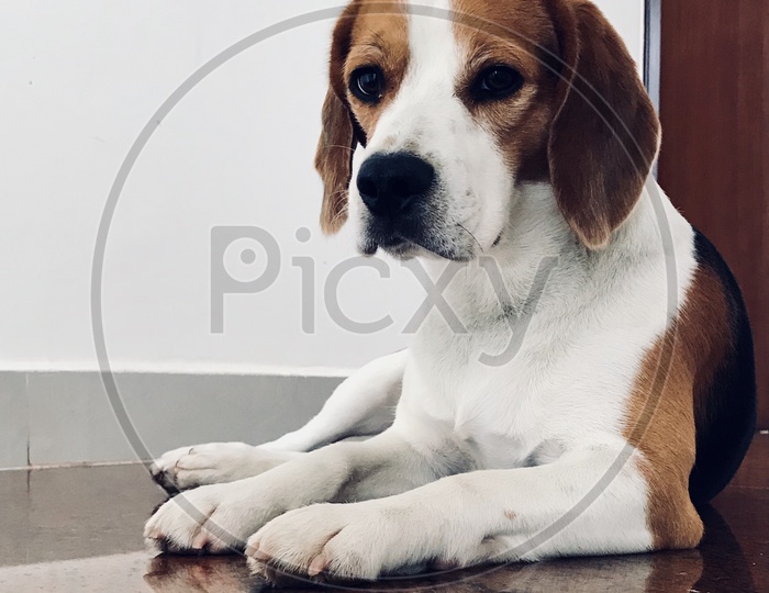 Cute beagle, pet, dog in the house