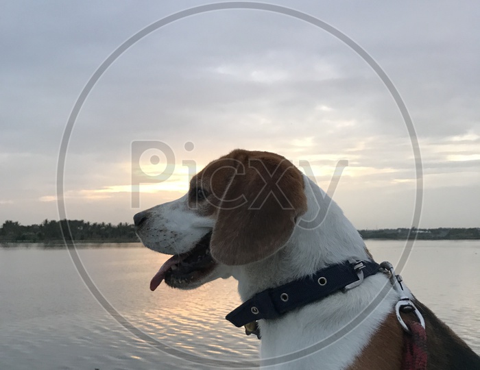 Beagle dog near the lake