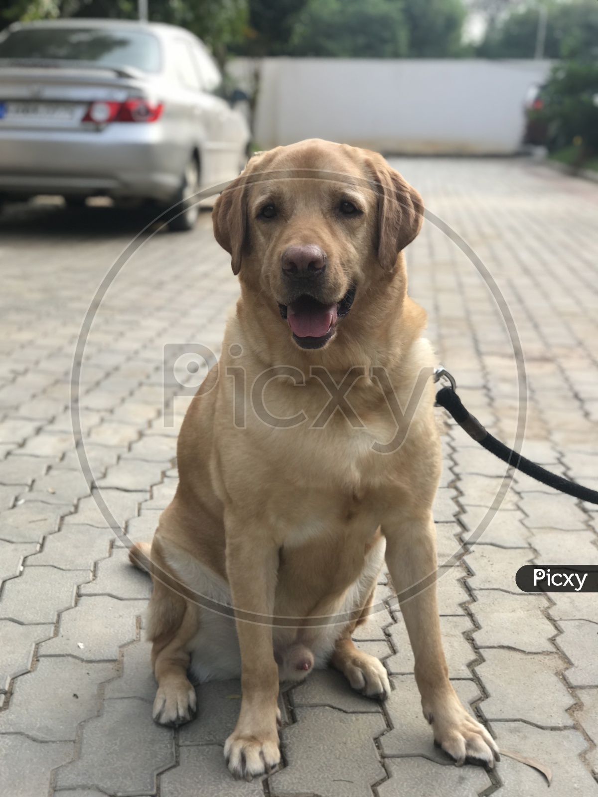 pet puppy Labrador retriever  dog on leash