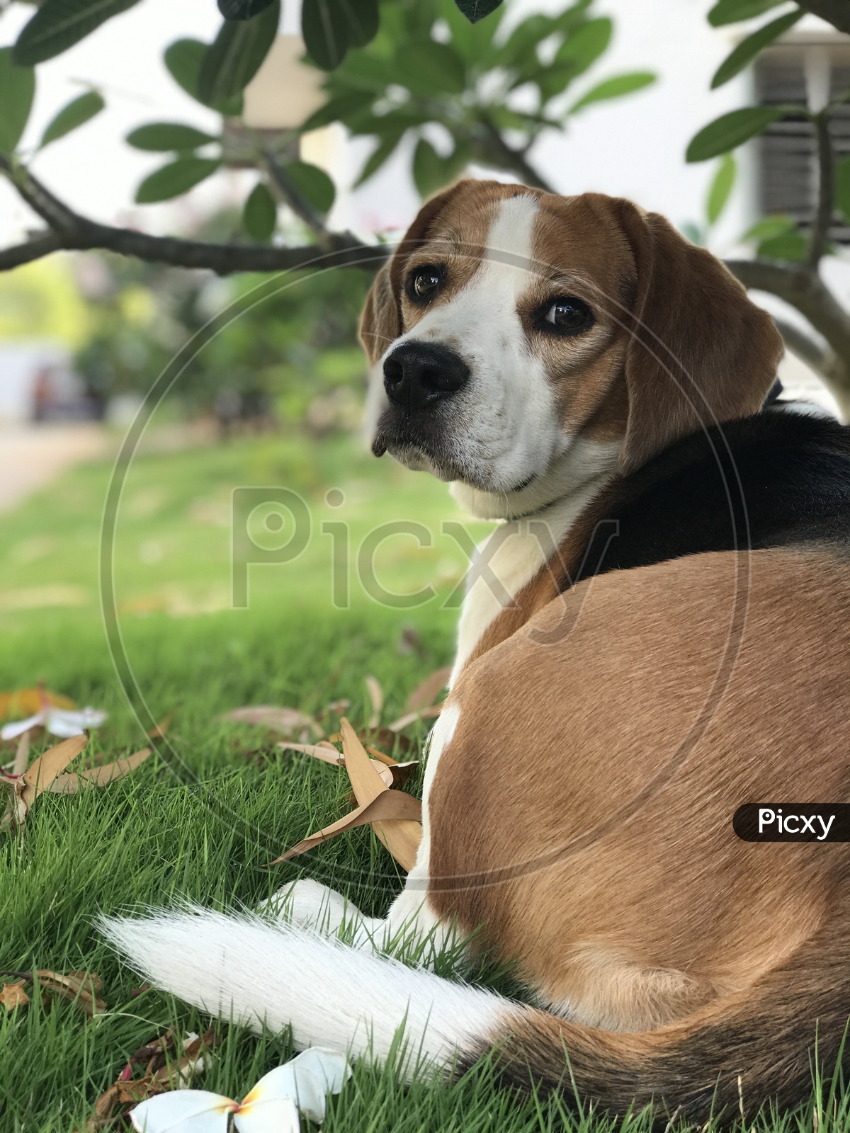 Cute beagle dog in the garden
