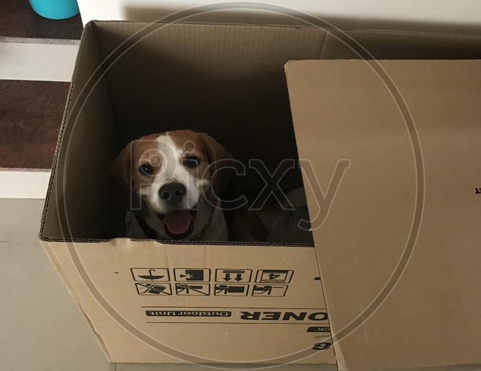 pet puppy beagle dog posing out of card box playing