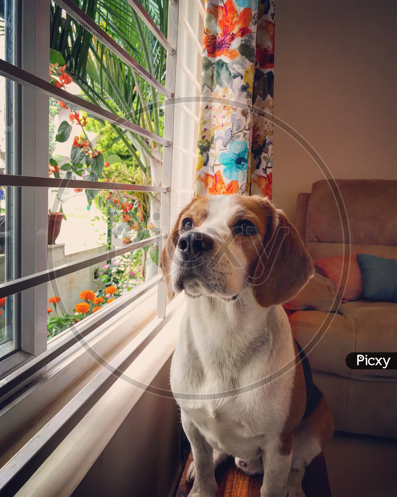 Cute beagle dog, pet at home