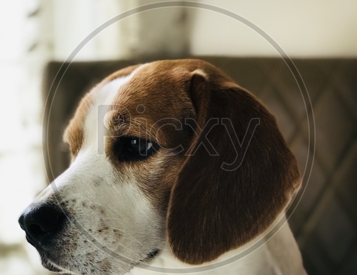 puppy dog beagle dog close up