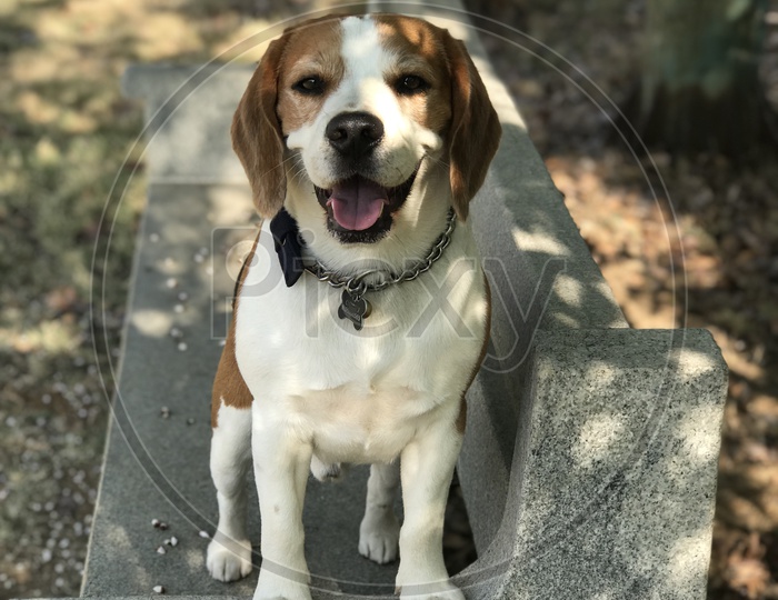 Cute beagle dog in the garden smiling