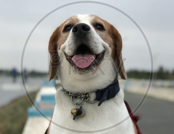 Cute beagle dog smiling