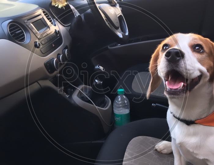 puppy dog beagle dog wants a car drive