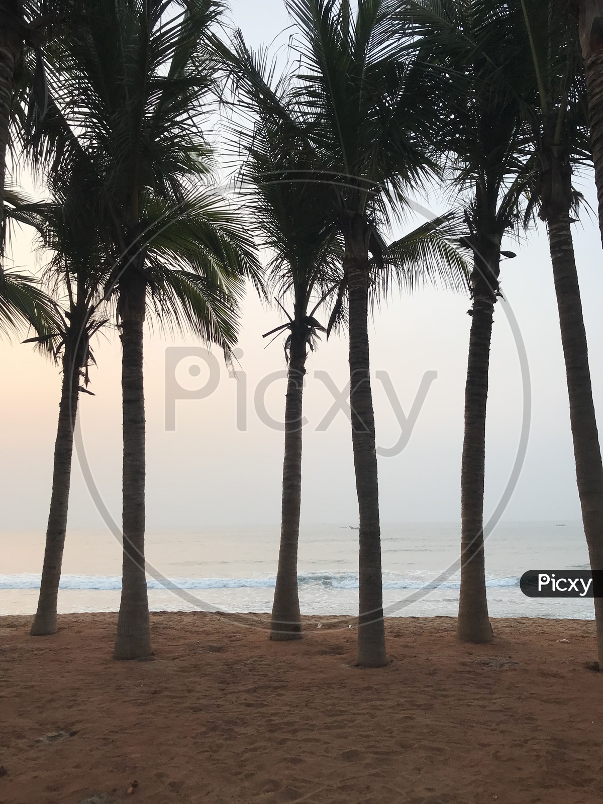 Coconut trees planted on vizag shore