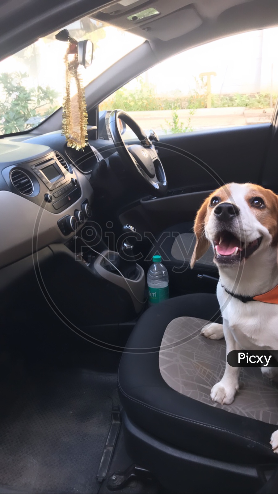puppy dog beagle dog wants a car drive