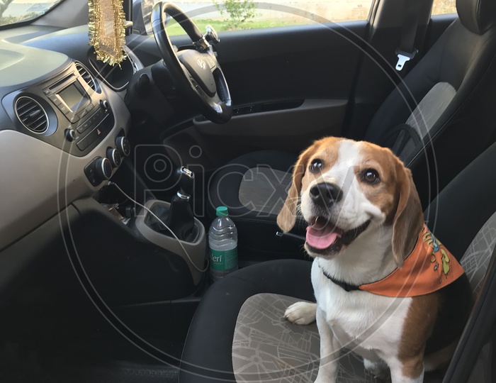 Dog puppy pet beagle  in the car for weekend drive