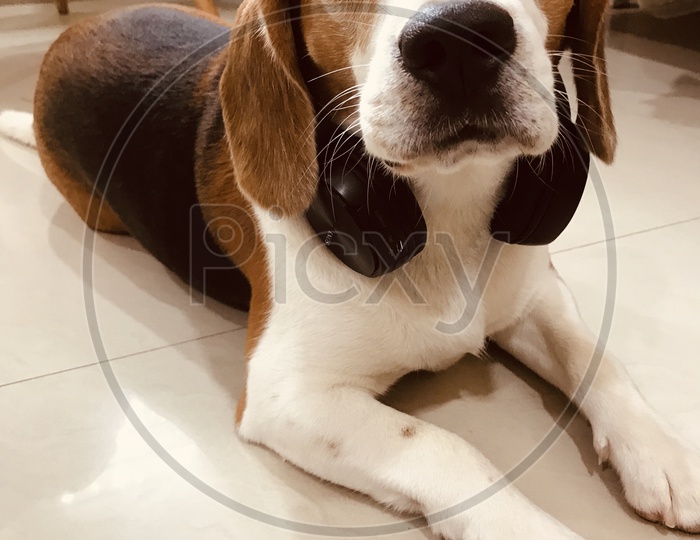 pet puppy beagle dog listening to music