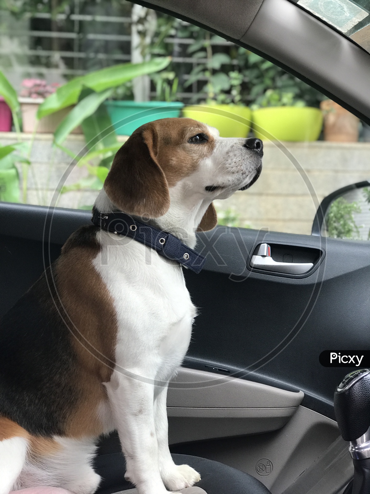 Dog puppy pet beagle  is all set for weekend drive