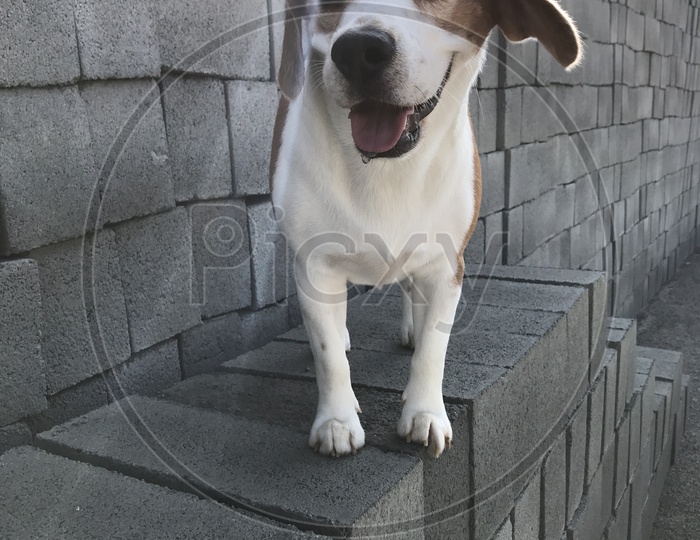 Beagle with long ears
